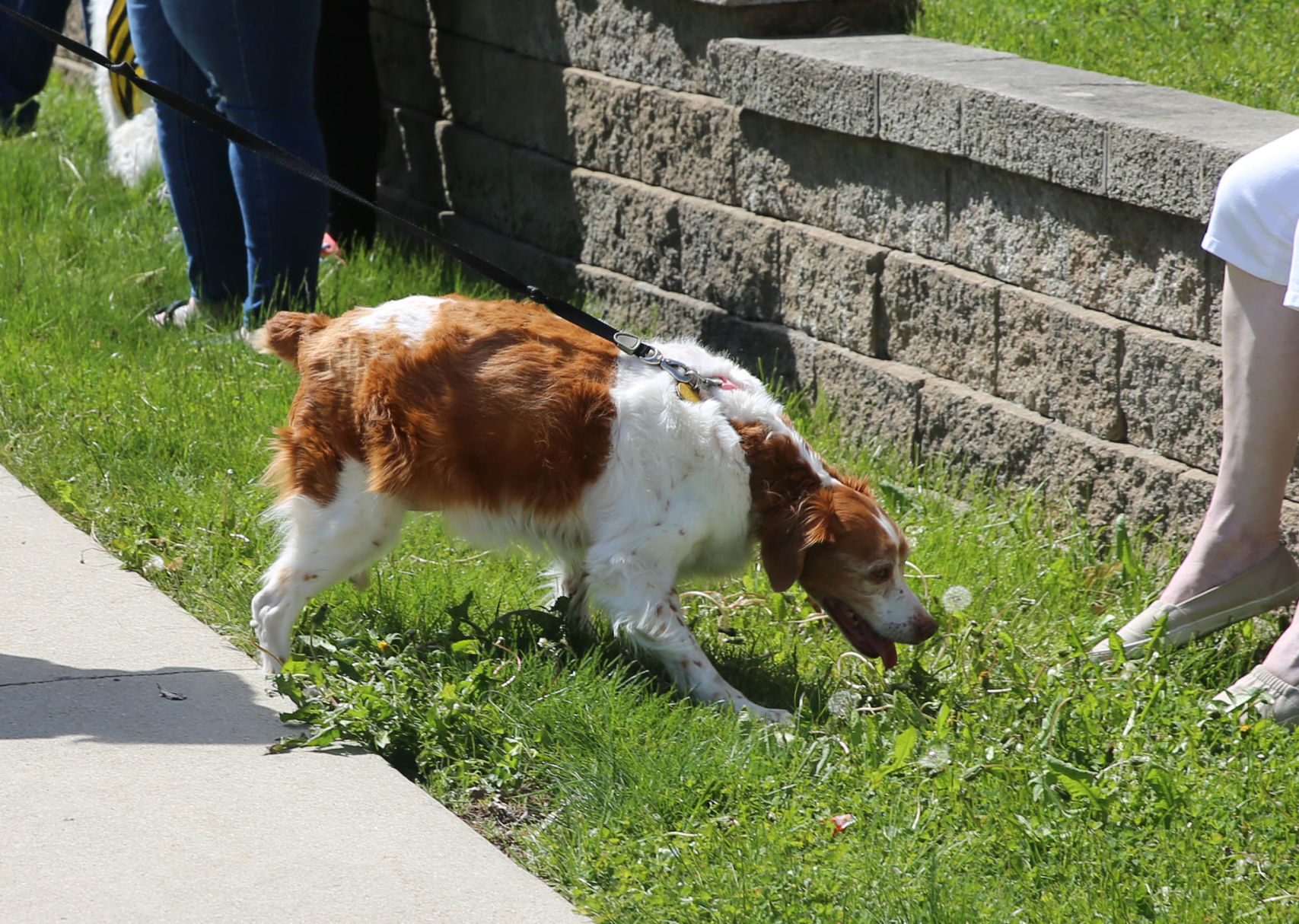 Pet parade at Good Shepherd (3).jpg